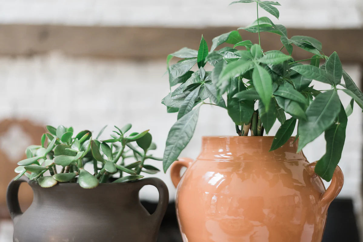 Large Terracotta French Confit Pot