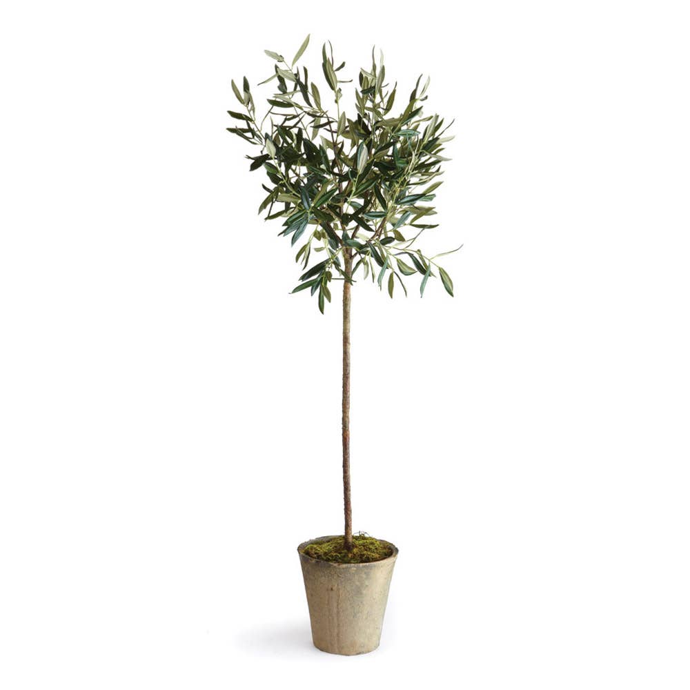 Conservatory Olive Tree Tree in Ceramic Planter 46'