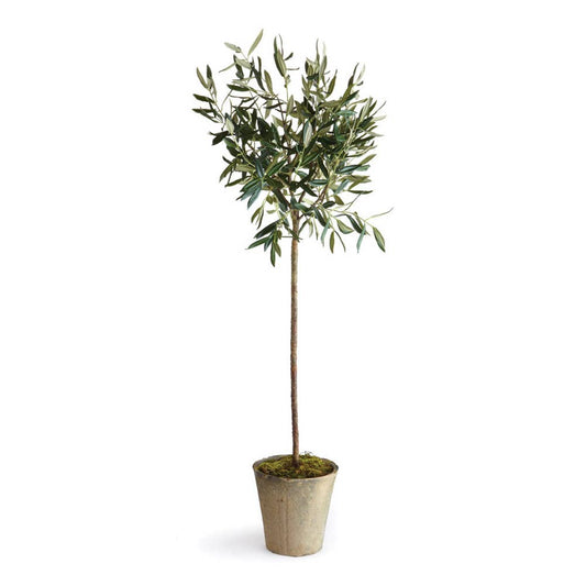 Conservatory Olive Tree Tree in Ceramic Planter 46'